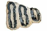 Mammoth Molar Slice With Case - South Carolina #335157-1